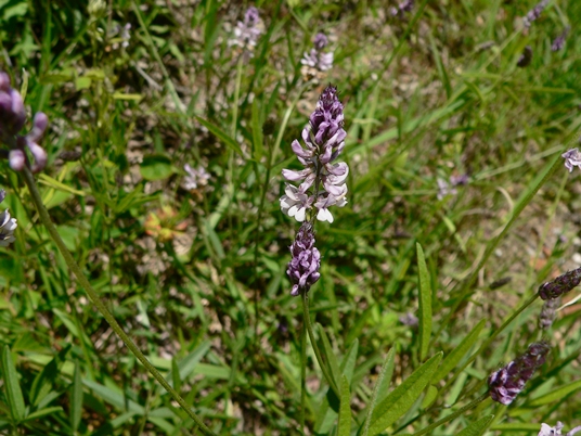 {Orbexilum pedunculatum}